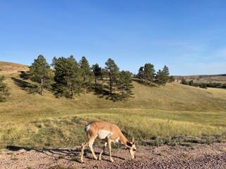 deer in the mountains