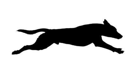 Fototapeta premium Dynamic Running Dog Silhouette on Isolated White Background