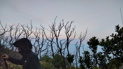 silhouette of a bird on a tree. trees in the fog. trees and sky. silhouette of a tree at sunset. silhouette of tree. clouds over forest. clouds over the mountains