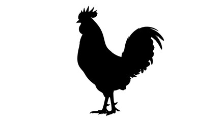 Proud rooster silhouette standing on isolated white background