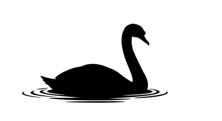 Graceful black swan swimming calmly in water, isolated white background