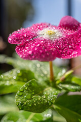 primer plano de florecita rosada llena de gotas de agua con fondo desenfocado