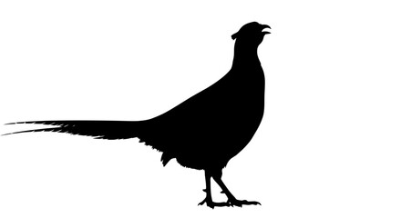 Silhouette of a male pheasant standing, game bird, isolated white background.