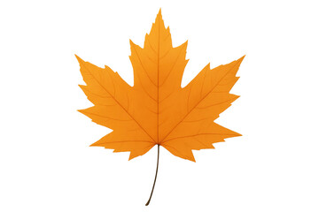 Obraz premium Vibrant orange maple leaf falling on transparent background
