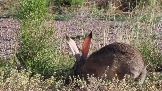 A Black-tailed Jackrabbit feeds at dawn in a weedy field in Arizona