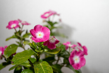 Arreglo floral de florecitas moradas con fondo blanco