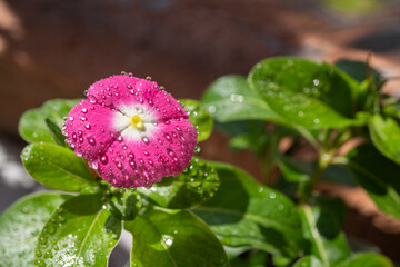 Una flor rosada con gotas de lluvia y follaje verde