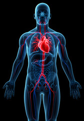 Human Circulatory System Anatomy Illustration Heart, Arteries, Veins, Cardiovascular, Medical, Biology.