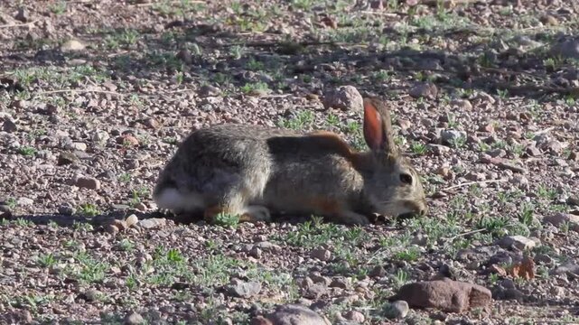 A Cottontail rabbit, which is a lagomorph not a rodent, on the ground at dawn