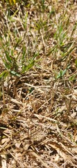 green grass background