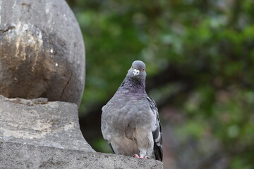 cotidiana