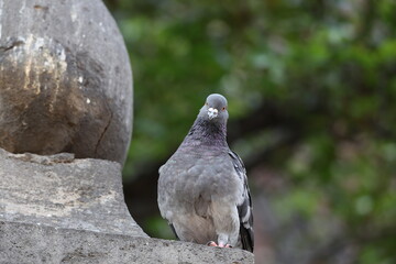 cotidiana