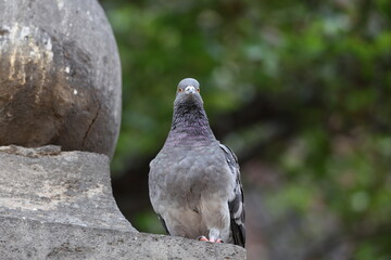 cotidiana