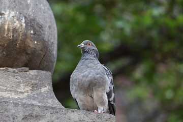 cotidiana