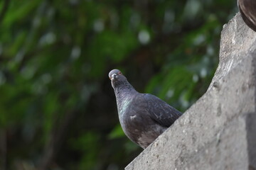 cotidiana
