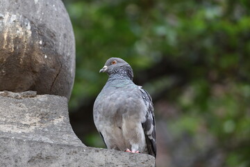 cotidiana