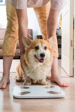 Corgi standing on scale with owner indoors
