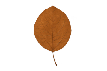 Single dry brown leaf isolated on transparent background