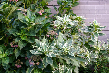 住宅街の草むら