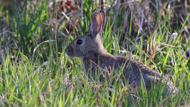 A Cottontail rabbit, which is a lagomorph not a rodent, backlit in green grass at dawn