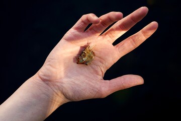 Small fish leftover resting on the palm of a hand in natural light