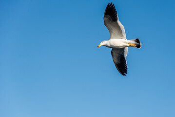 Seagull in mid-flight with wings spread over a clear blue sky. Wildlife and coastal nature photography.