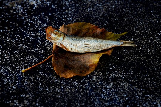 Small smoked fish resting on a dried leaf 
