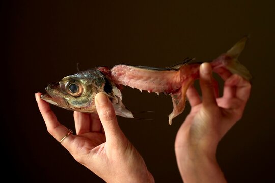 Hands Holding a Fish Showing Detailed Anatomy