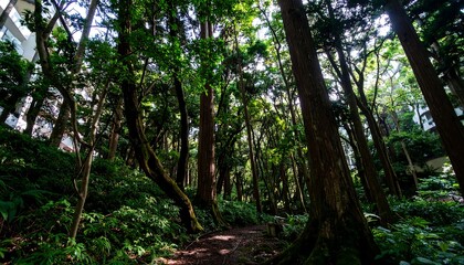 Fototapeta premium Lush forest path (2)