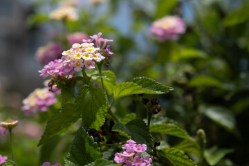 夏に咲いている小さなピンク色の花
