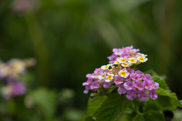 夏に咲いている小さなピンク色の花