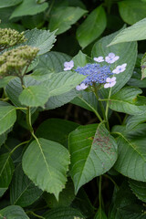 梅雨に咲いているアジサイの花