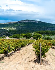 Vineyard landscape under a cloudy sky