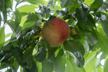 初夏に実るみずみずしい桃