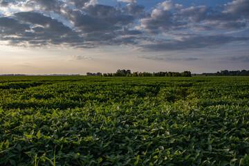 Golden Hour on a Missouri Soybean Field on the Floodplains of the Mississippi River