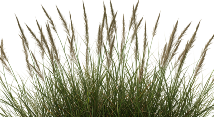 detailed professional high quality Black and Grey Wavy Line Against a Black Background