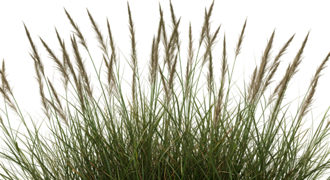 detailed professional high quality Black and Grey Wavy Line Against a Black Background