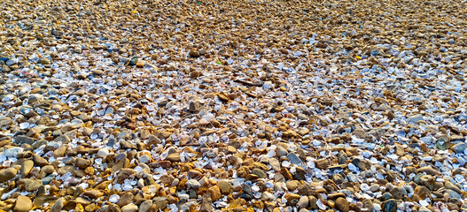 close up of a lot of seed