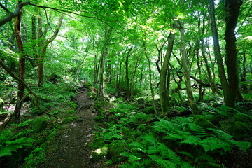 Obraz premium shiny spring forest and charming path
