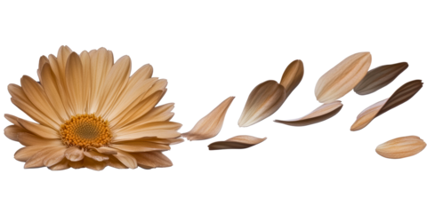 Dried flower head and floating petals