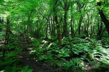 Obraz premium refreshing spring forest and charming path