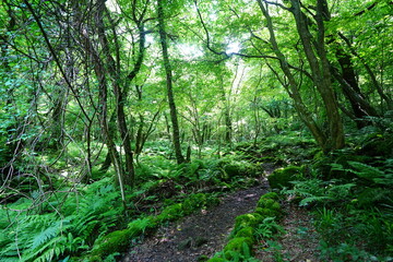 shiny spring forest and charming path