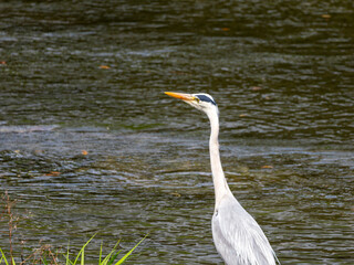 猪名川のアオサギ