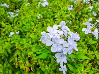 Plumbago auriculata is also commonly known as Cape Leadwort, Cape Plumbago, or Blue Plumbago. It is also sometimes referred to as skyflower. 
