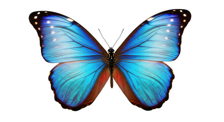 Fototapeta premium Stunning blue morpho butterfly with iridescent wings, isolated on a clean transparent background, showcasing intricate patterns and vibrant colors of nature