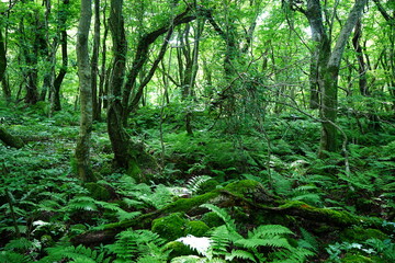 dense primeval forest in the mild sunlight