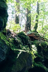 苔がたくさん生えている森の中