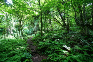 fine spring path through dense ferns