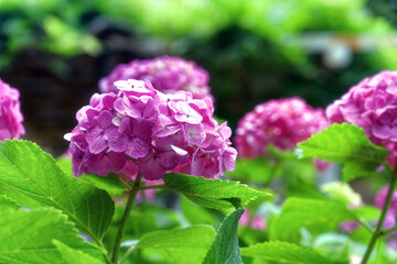 ピンクの紫陽花の花