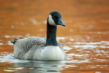 Canada Goose swimming on a pond with golden autumn colors reflected on the surface